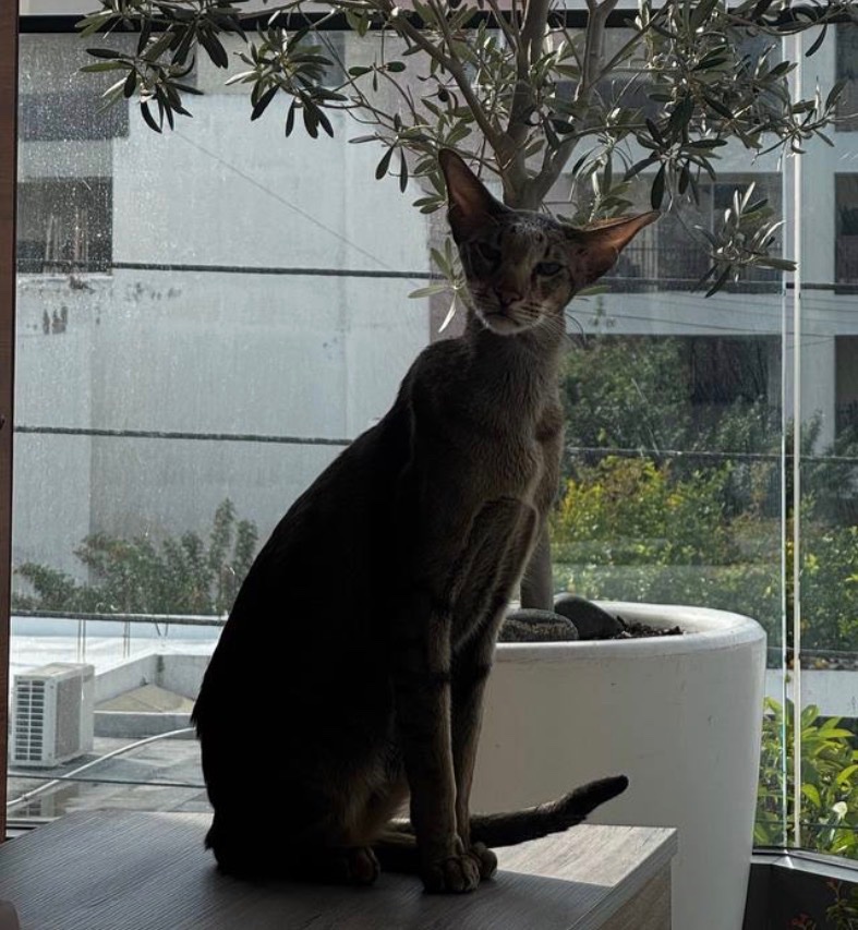 Bibo — Χάθηκε γάτα, Neapolis, teiresiou 2, Λεμεσός
