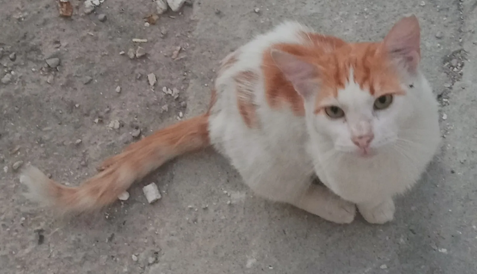 Casper — Missing cat, Omelka Court near Esso Petrol, Tourist Area, Limassol