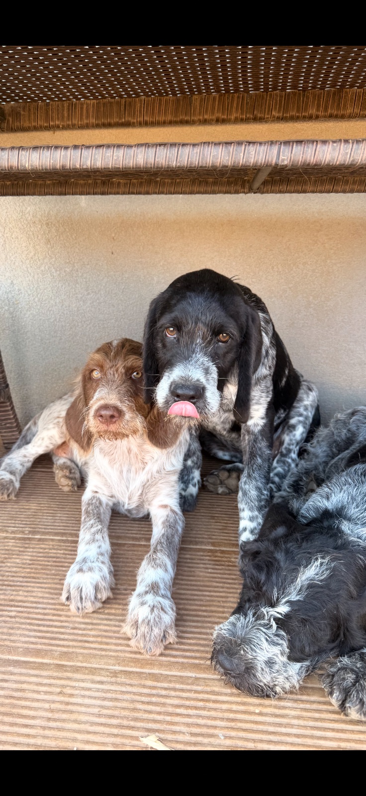 Blacky and Spot